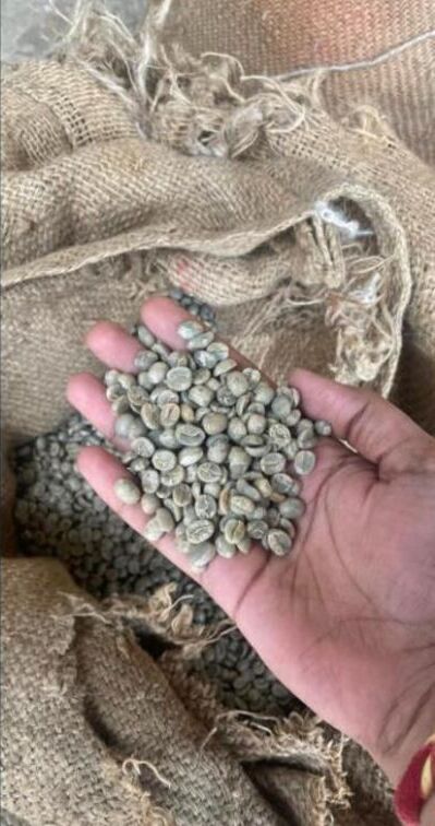 Sun-dried green coffee beans held in hand over jute sacks