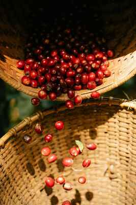 Ripe coffee cherries being poured between traditional woven baskets