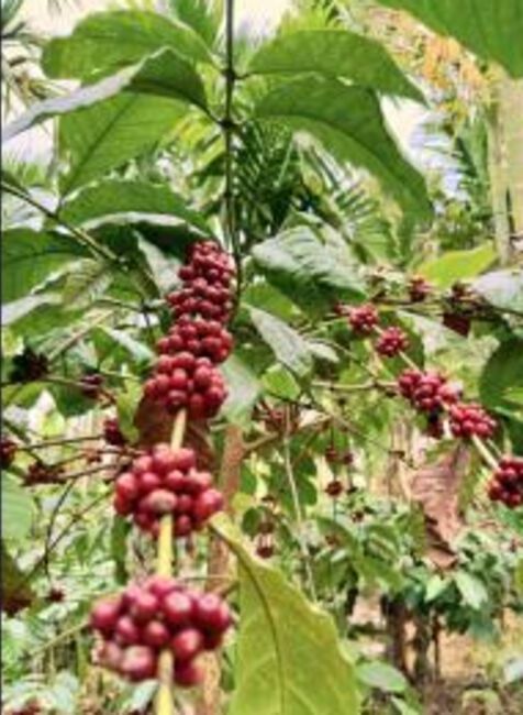 Ripe red coffee cherries on the branch, ready for picking