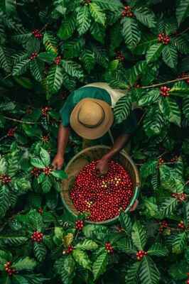 Coffee picker working among the dense green canopy of a shade-grown estate