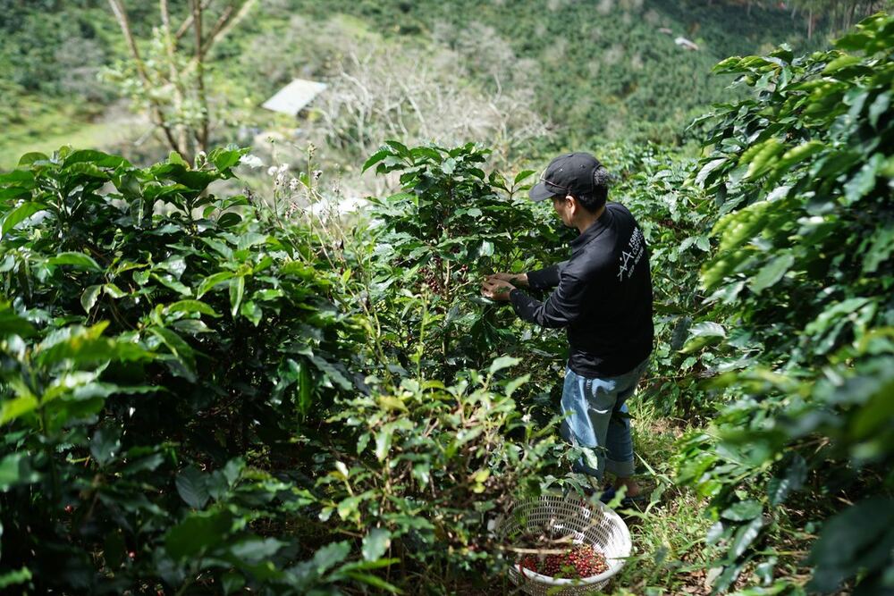 Coffee picker working a shade-grown hillside estate