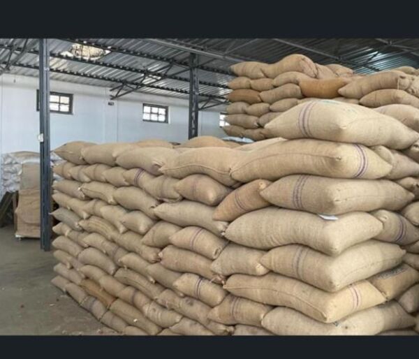 Warehouse with jute bags of graded green coffee stacked and ready for shipping